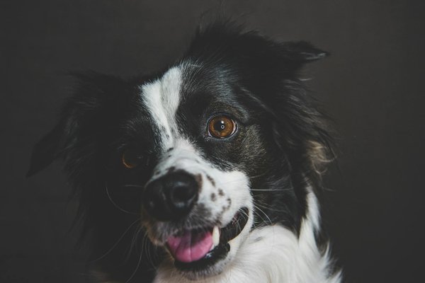 Amis Des Betes En Ligne