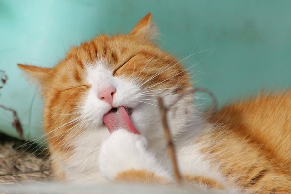 Comment créer un coin repas anti-stress pour un chat de race Ashera ?