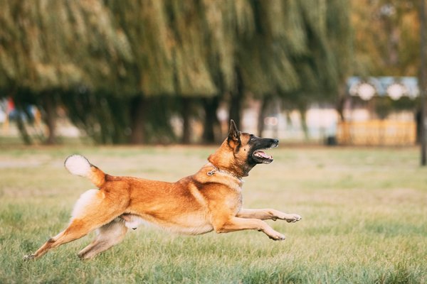 Actualité des chiens : dernières nouvelles et conseils pratiques